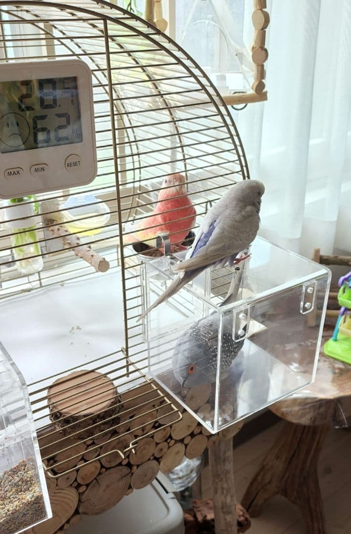 鳥かご 44.5cm x 25cm ヨーロッパ 輸入 ケージ