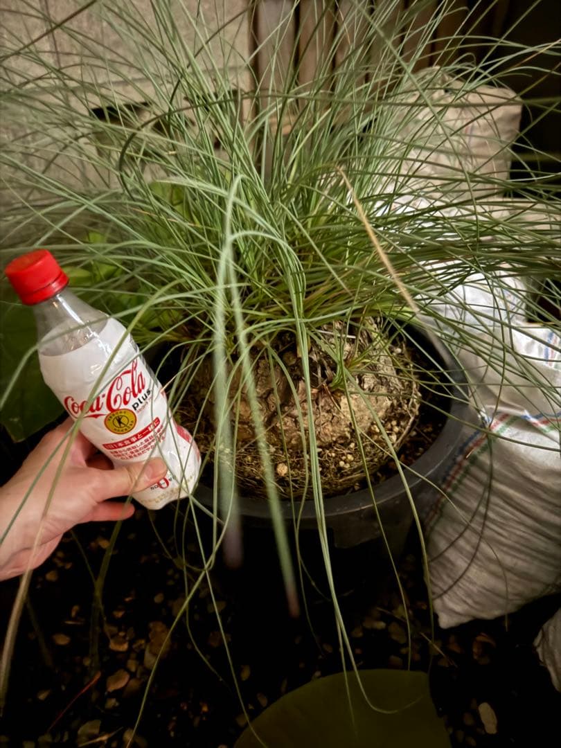 特大株　カリバナスフーケリー