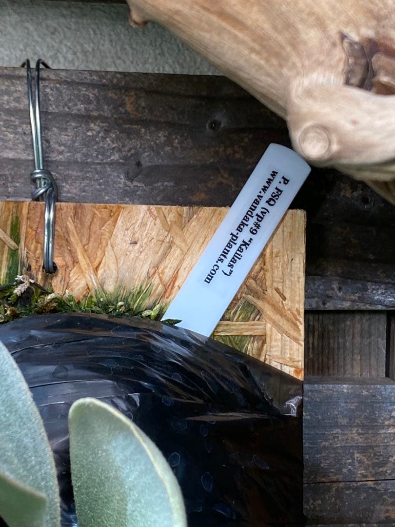 オールドファッション Ｐ.FSQ vp#9 カイラス'No.2