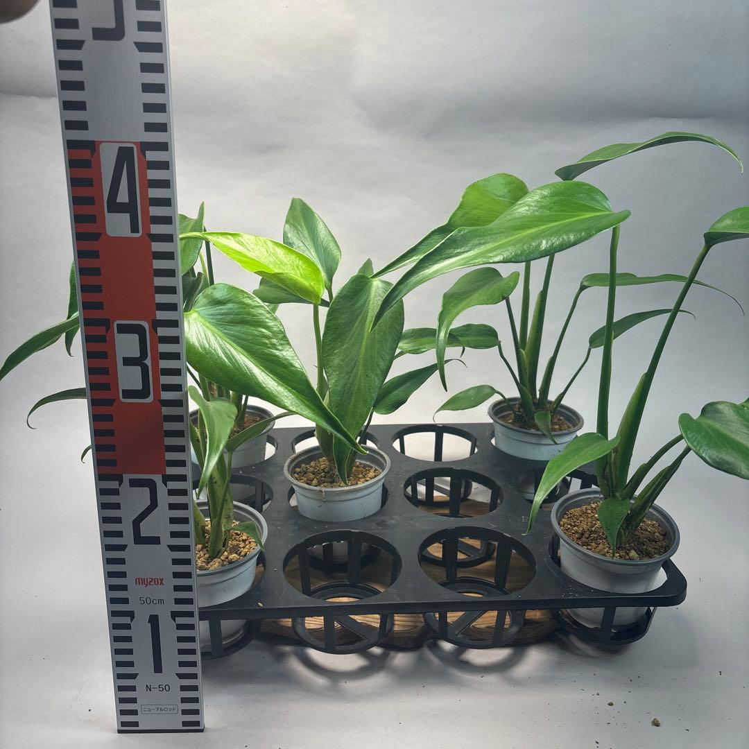 ち*か様 5株セットL034 モンステラ バールマルクスフレーム