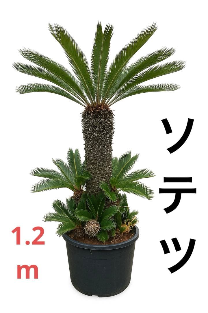 ソテツ　鉢植え　約1.2m