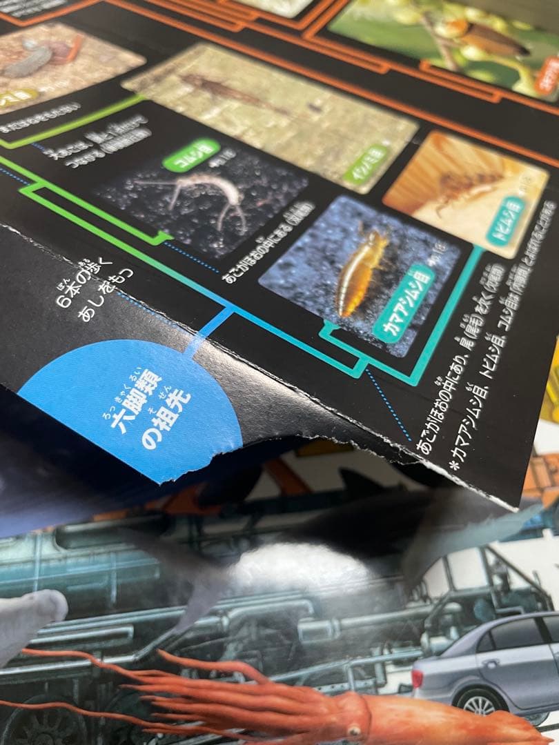本日限定価格　プレneo 小学館の図鑑　neo 19冊　図鑑　セット