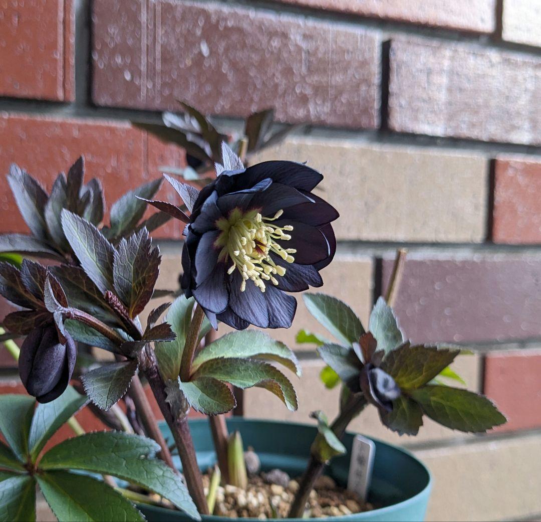 クリスマスローズ・ddブラック大株 (未株分け)