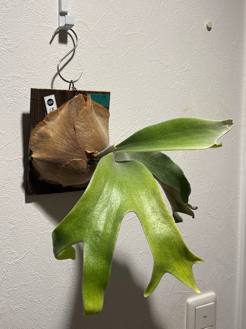 ビカクシダ HAS comolebi pup