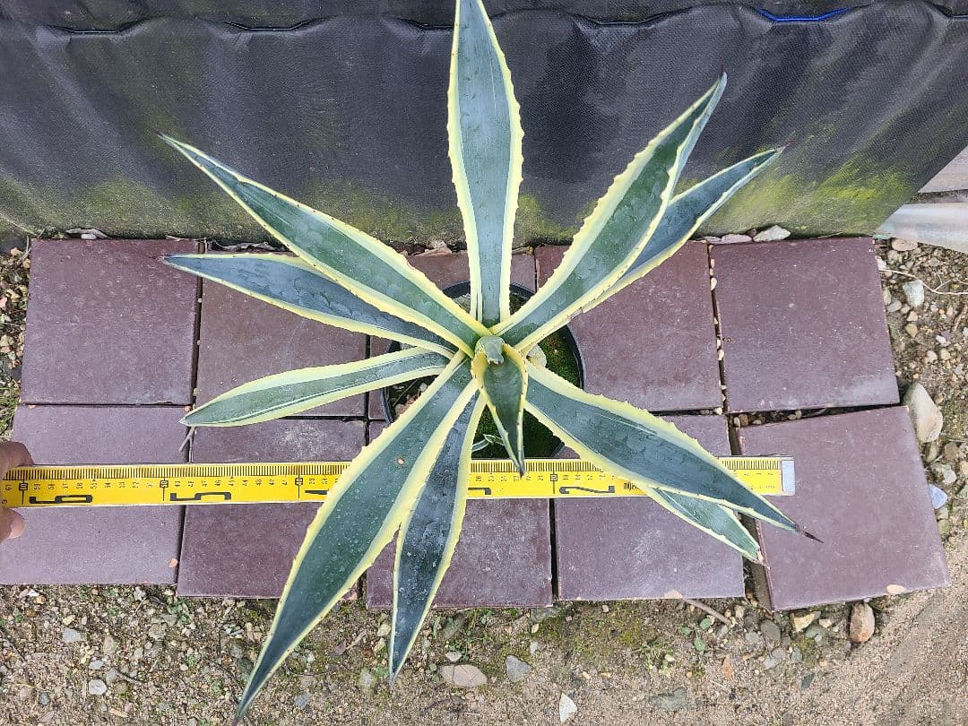 アガベ アメリカーナ バリエガータ7号鉢良型株