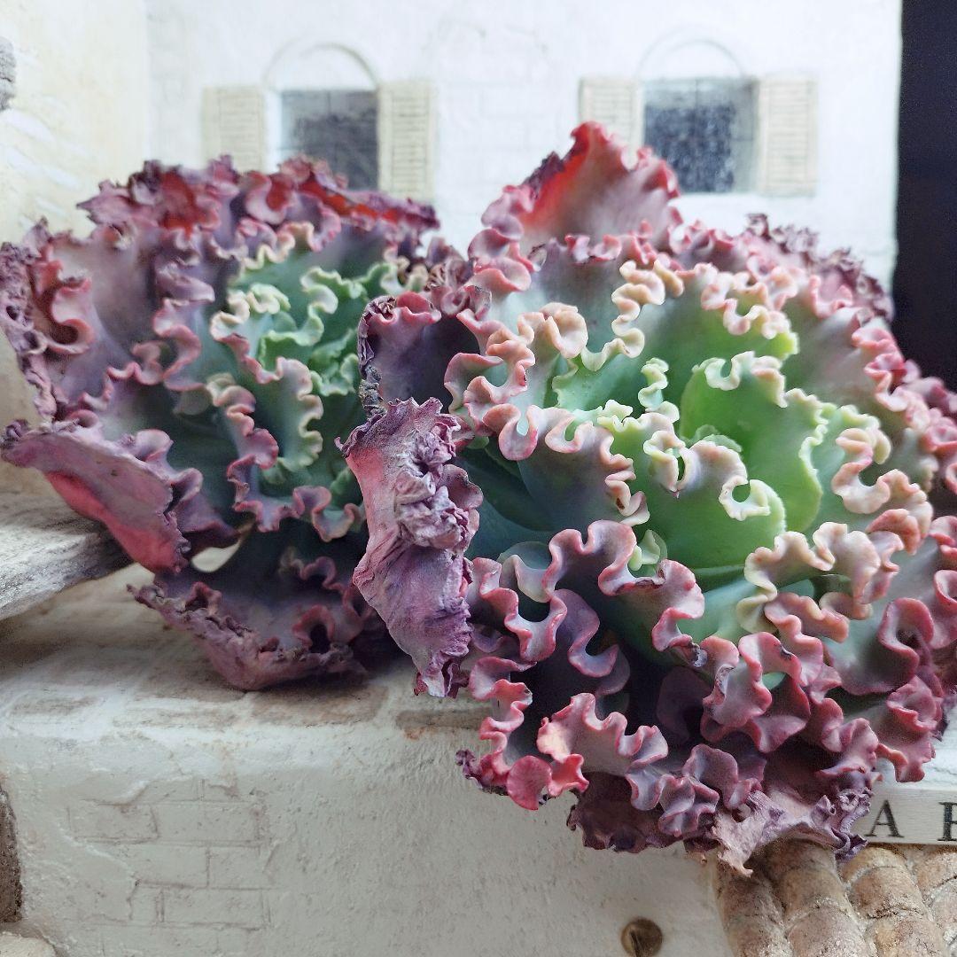 メリディアン(特大苗)◎多肉植物 カット苗 輸入苗 エケベリア等