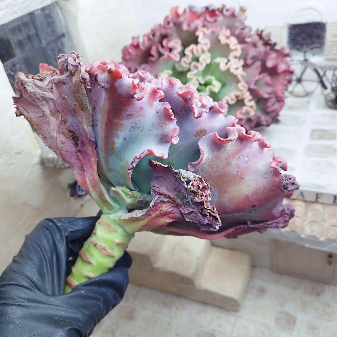 メリディアン(特大苗)◎多肉植物 カット苗 輸入苗 エケベリア等