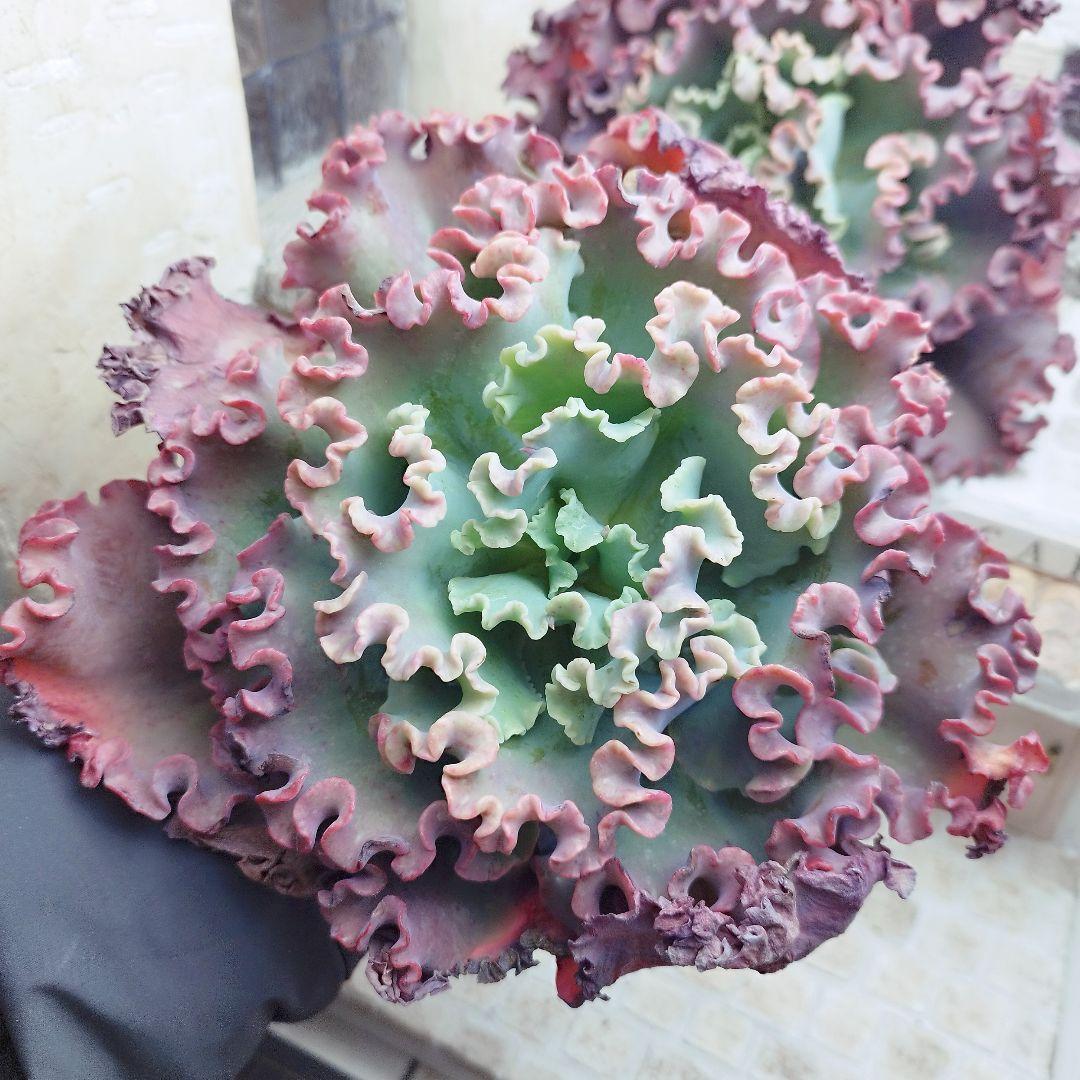 メリディアン(特大苗)◎多肉植物 カット苗 輸入苗 エケベリア等