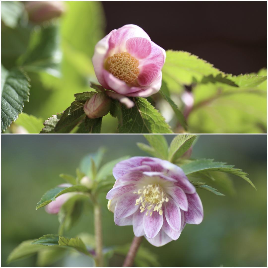 25℃ クリスマスローズ 苗 ソレイユ セット