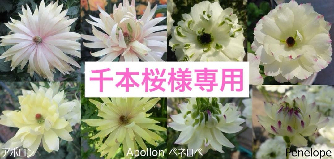 千本桜■花苗ラナンキュラスラックスシリーズ■アポロン&ペネロペ
