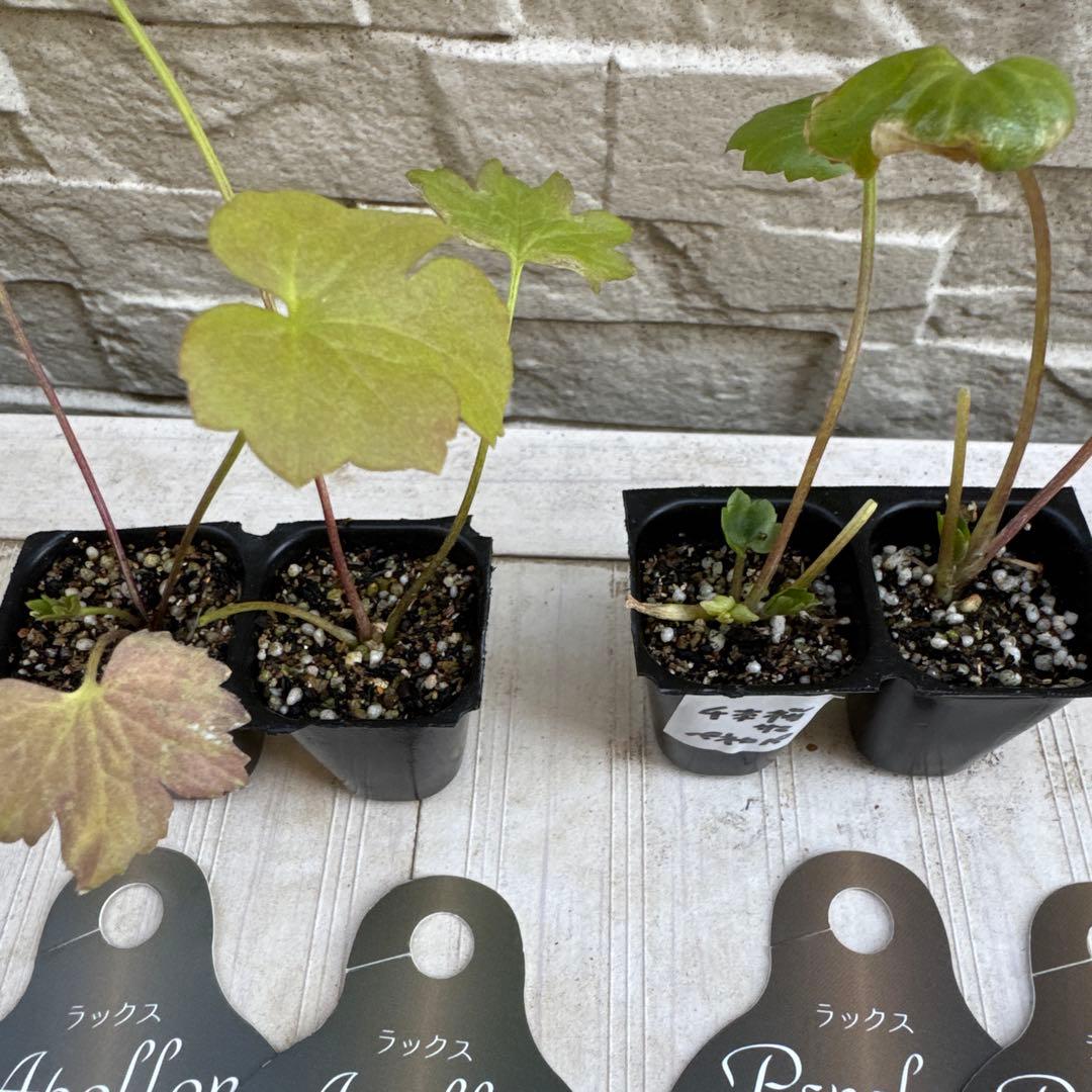 千本桜■花苗ラナンキュラスラックスシリーズ■アポロン&ペネロペ