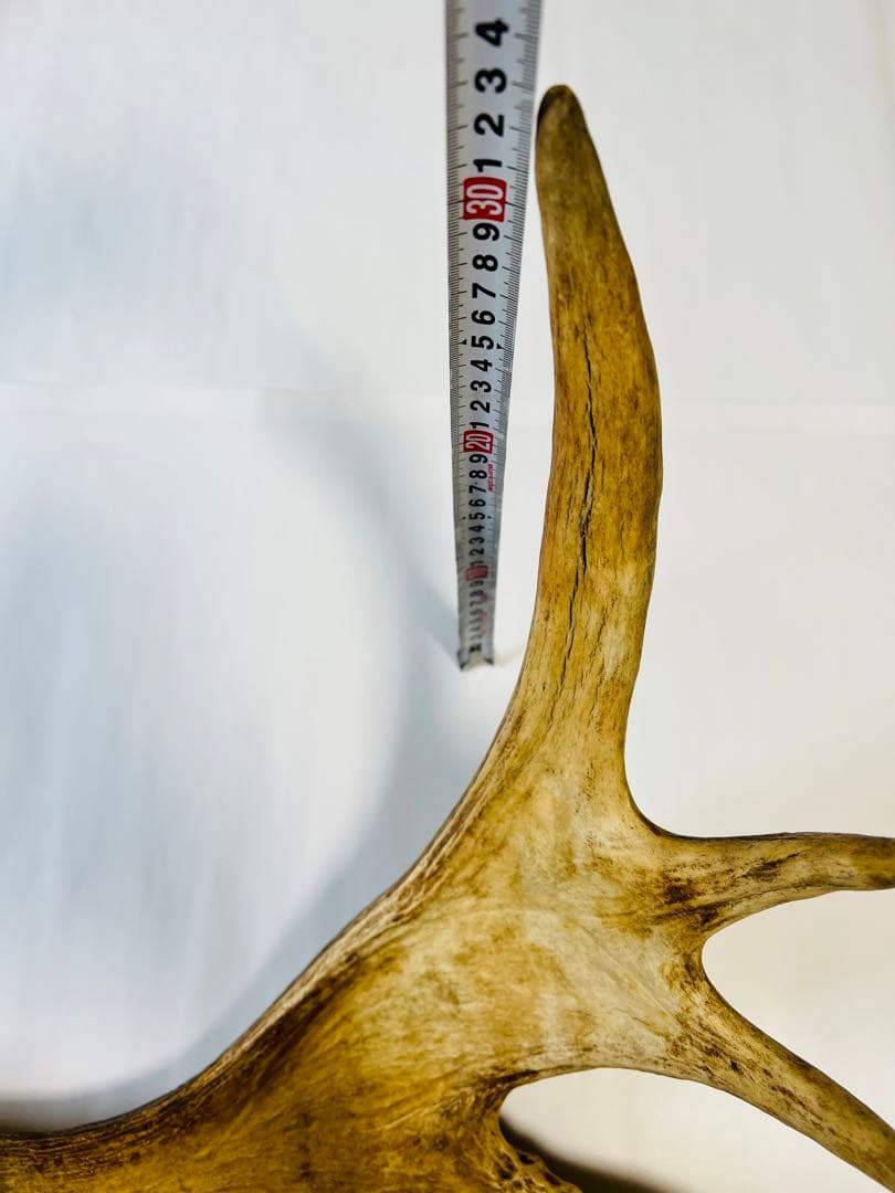 ムースの角（アラスカ）