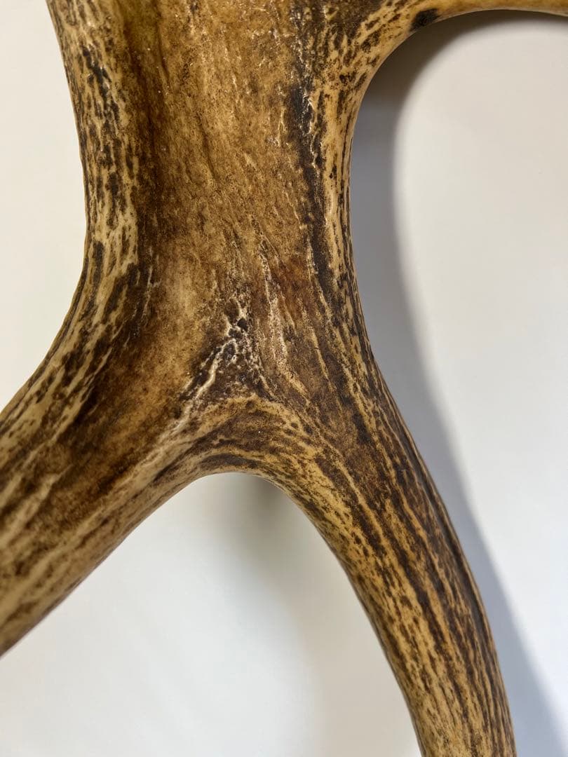 ムースの角（アラスカ）