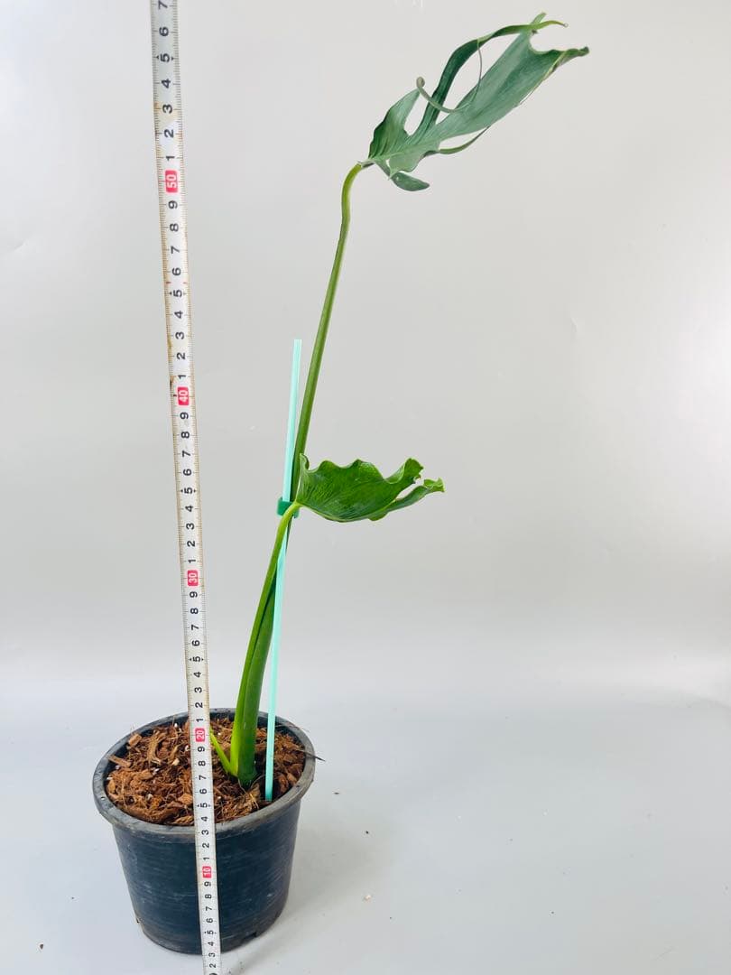 Monstera Unniiae モンステラ　デリシオーサ ウンニアエ　③