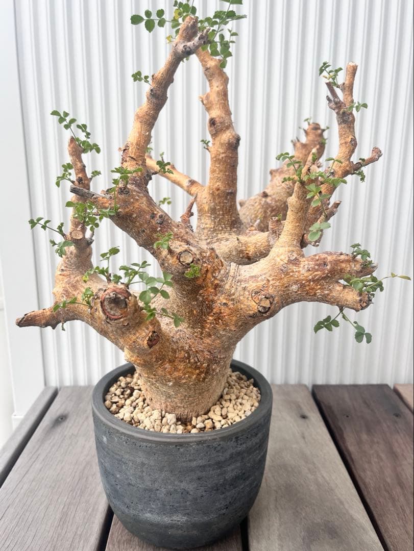 コミュフォラ サクシコラ みやび鉢 現地球 発根済み