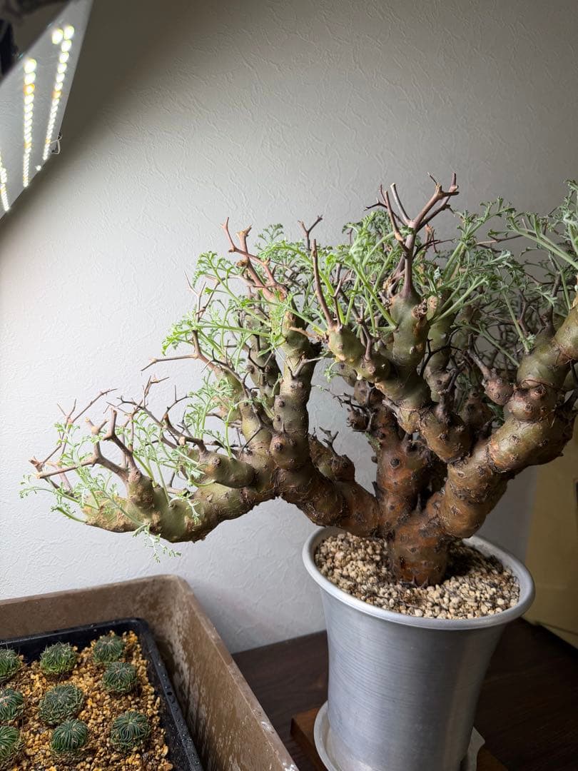 ペラルゴニウム クリズミフォリウム 山伏天狗