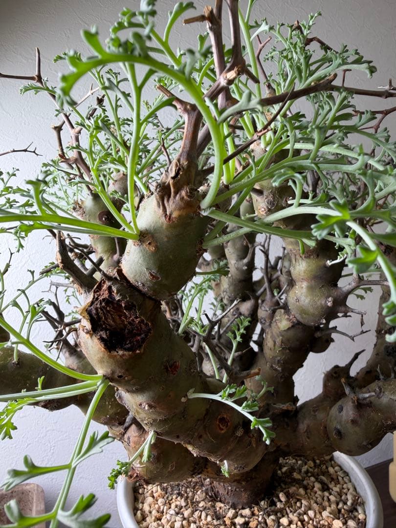 ペラルゴニウム クリズミフォリウム 山伏天狗