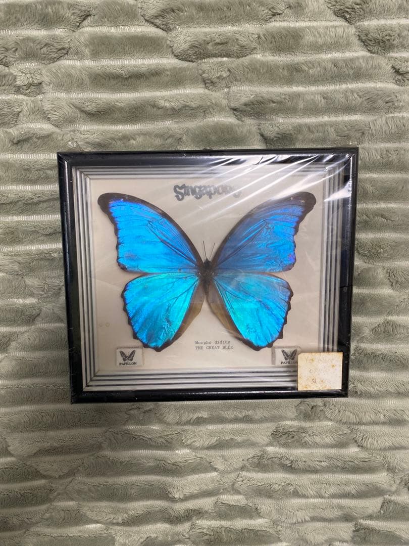 Morpho didius 蝶 標本 青色THE GREAT BLUE モルフォ