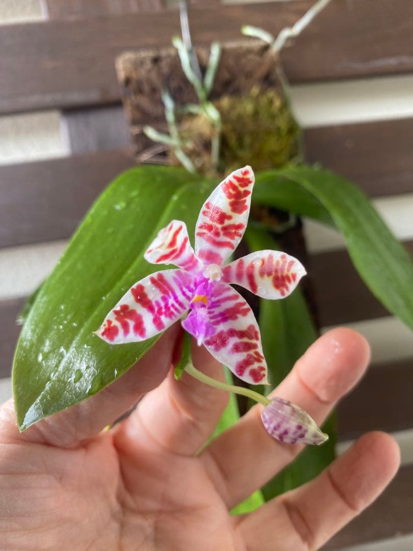 花終わり　胡蝶蘭原種　ファレノプシス　マリアエ　自然種