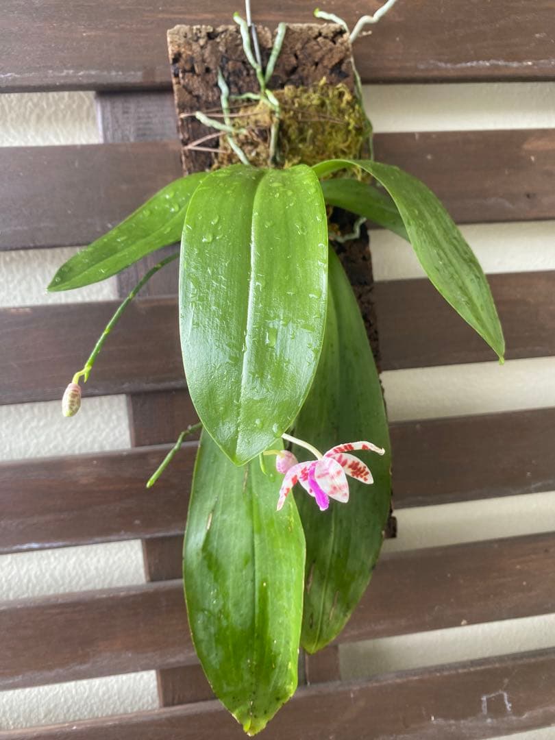 花終わり　胡蝶蘭原種　ファレノプシス　マリアエ　自然種