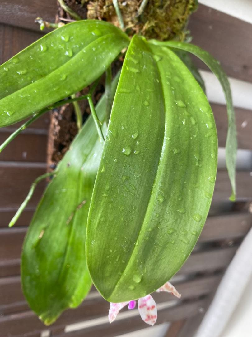 花終わり　胡蝶蘭原種　ファレノプシス　マリアエ　自然種