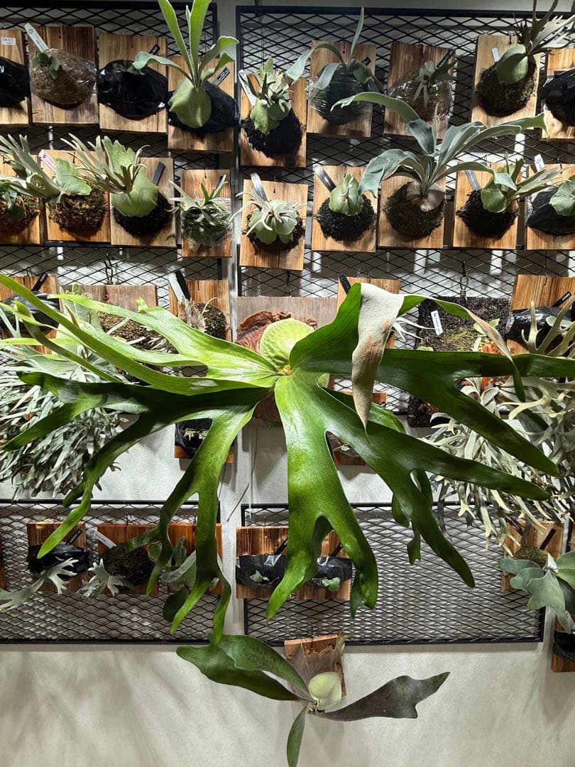 P. Horne's Surprise 超大株 成熟株