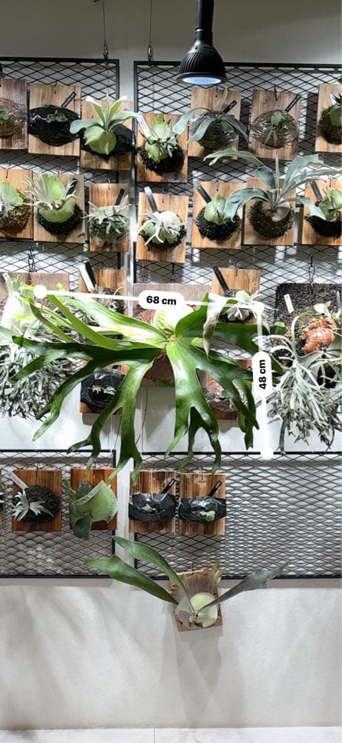 P. Horne's Surprise 超大株 成熟株