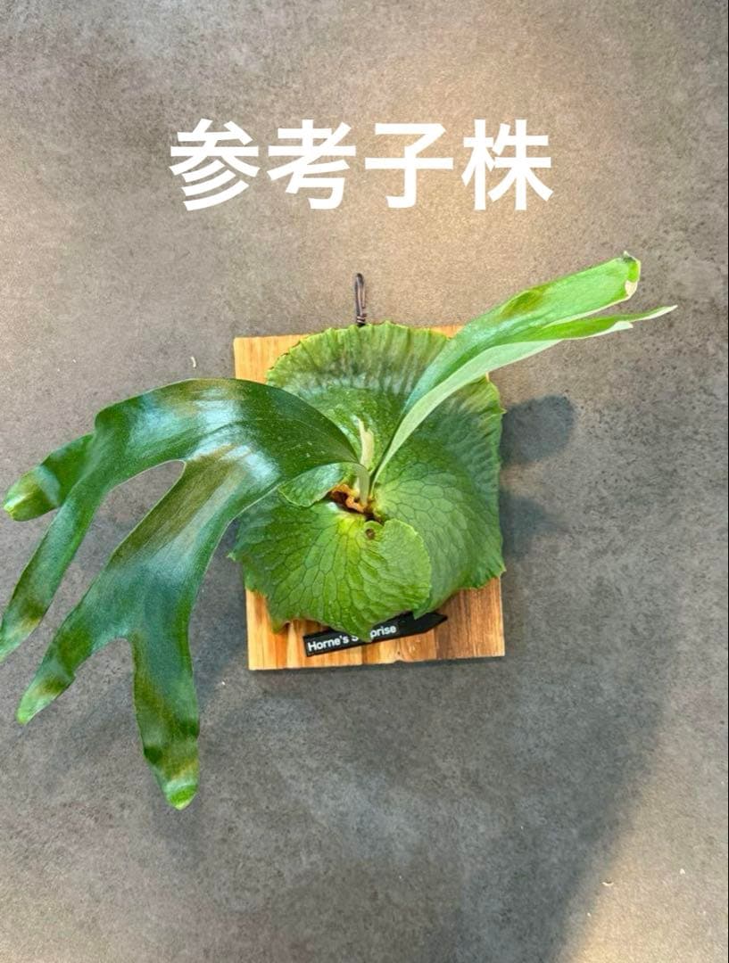 P. Horne's Surprise 超大株 成熟株