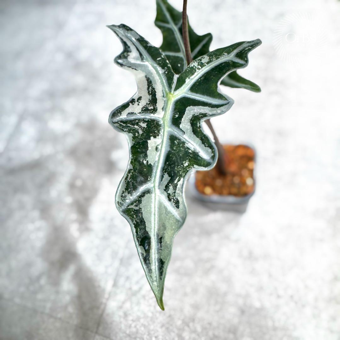 掲載最終日セール【芋付き】アロカシア ノビリス ピンク斑入り 中株サイズ