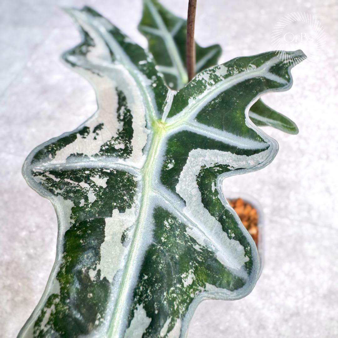 掲載最終日セール【芋付き】アロカシア ノビリス ピンク斑入り 中株サイズ