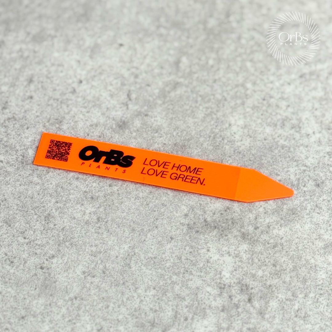 掲載最終日セール【芋付き】アロカシア ノビリス ピンク斑入り 中株サイズ