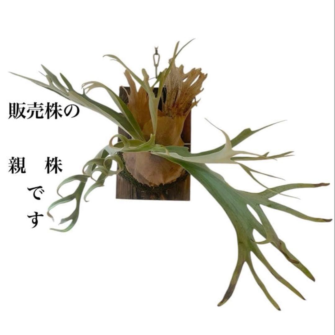 ビカクシダP. Pewchan Compact OC ピューチャンコンパクト