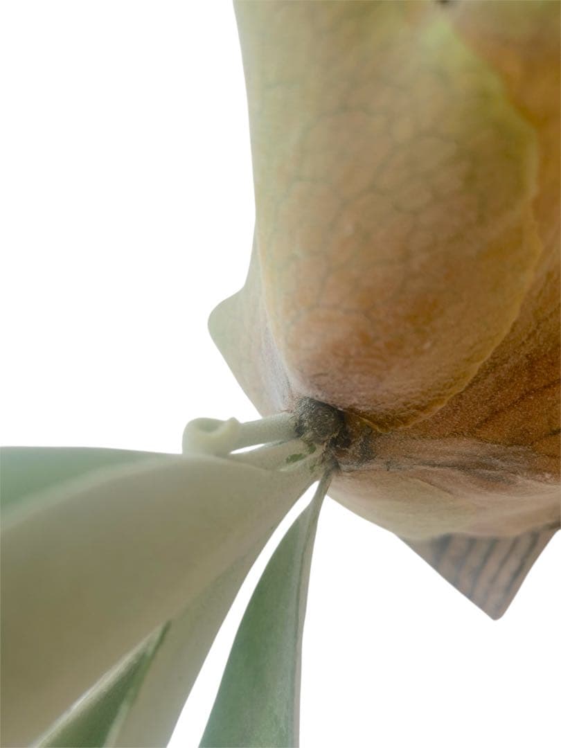 ビカクシダP. Pewchan Compact OC ピューチャンコンパクト