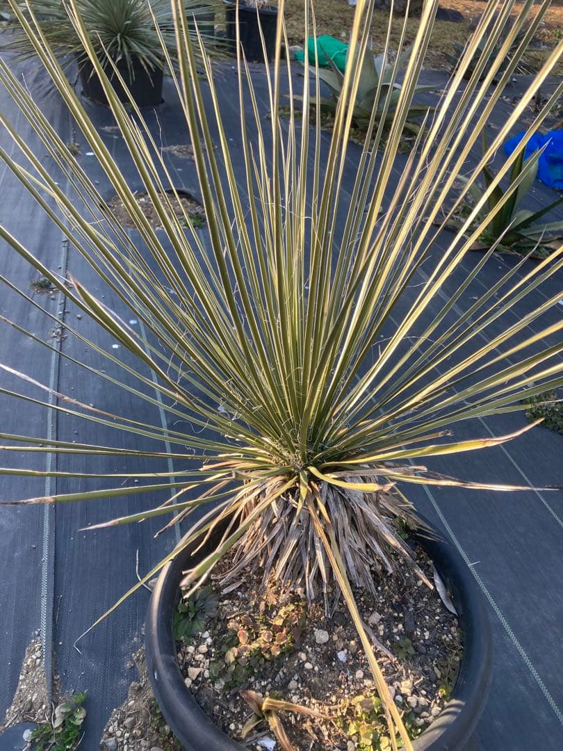 極耐寒性ユッカ　エラータ幹立ち株◇ドライガーデン南国アガベ　ダシリリオン　ヤシ