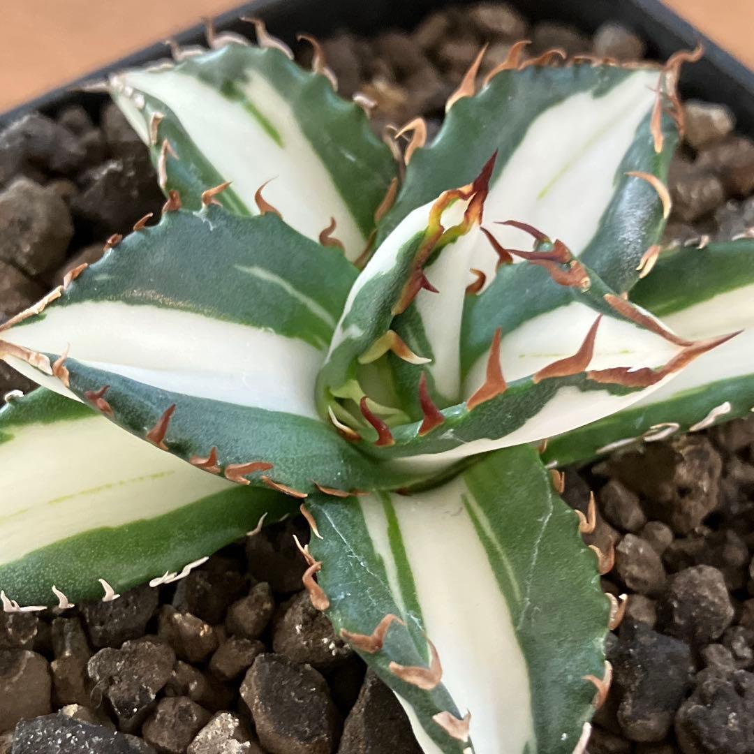匿名配送【鉢ごと発送】活着　美株　サイズ大　アガべ　太陽神錦　白中斑　TC