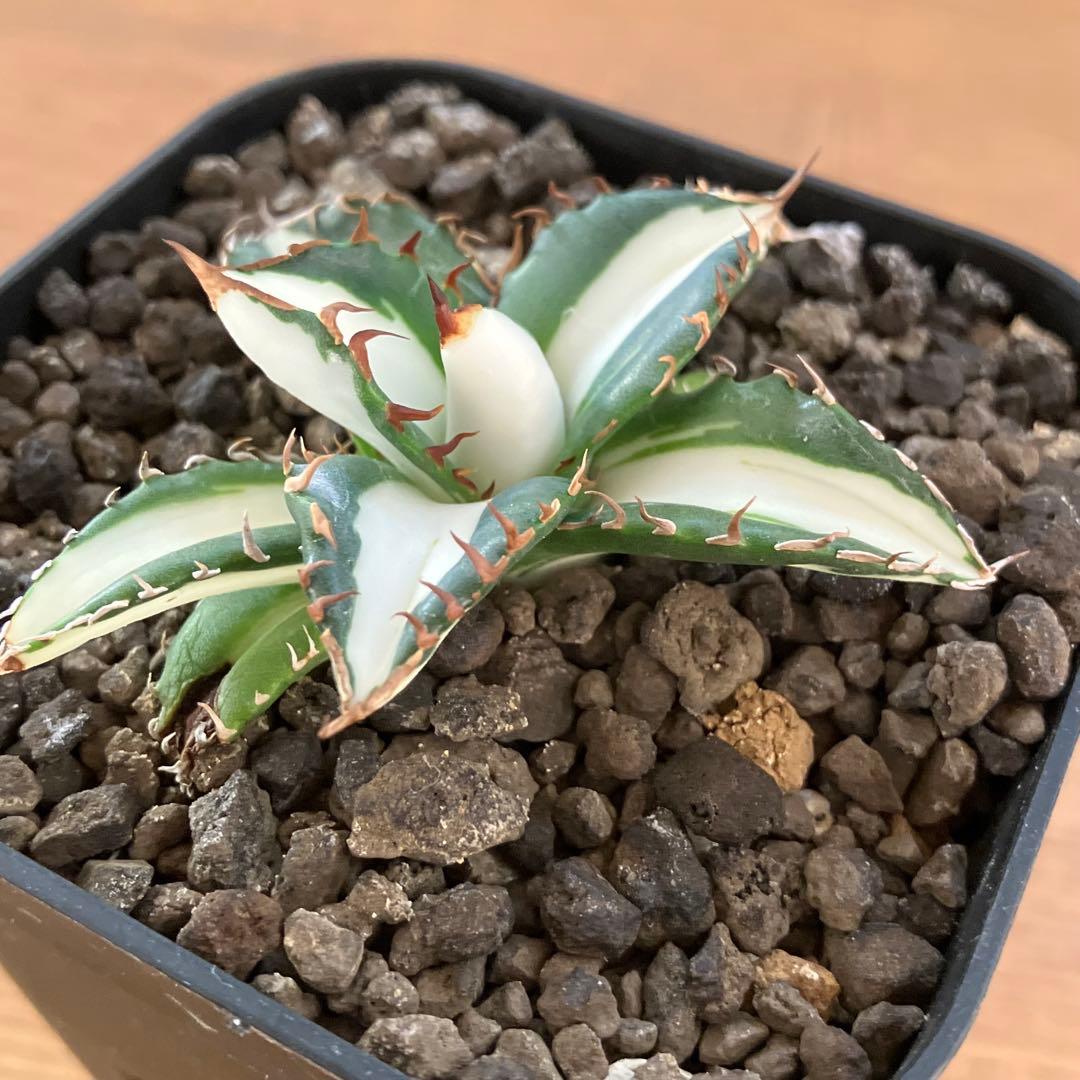 匿名配送【鉢ごと発送】活着　美株　サイズ大　アガべ　太陽神錦　白中斑　TC