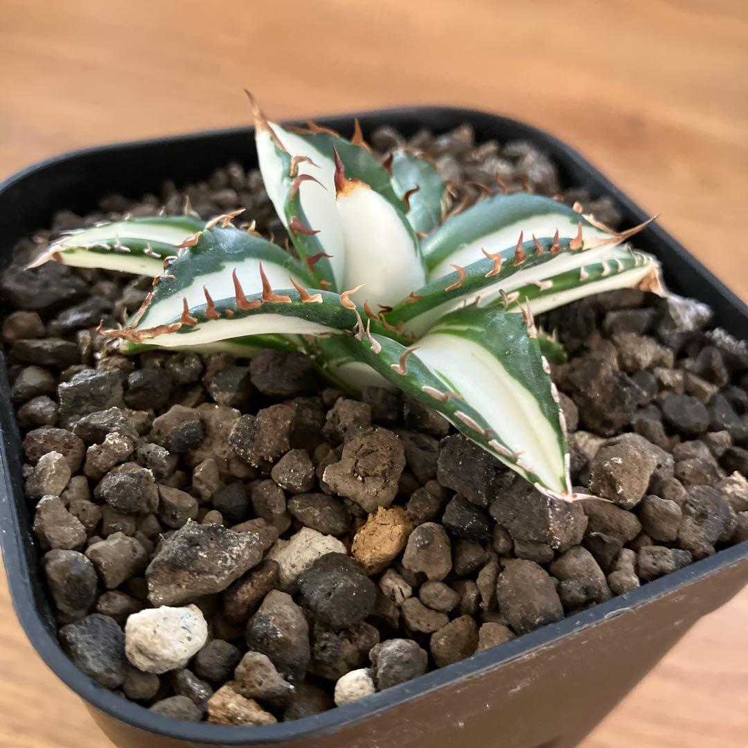 匿名配送【鉢ごと発送】活着　美株　サイズ大　アガべ　太陽神錦　白中斑　TC