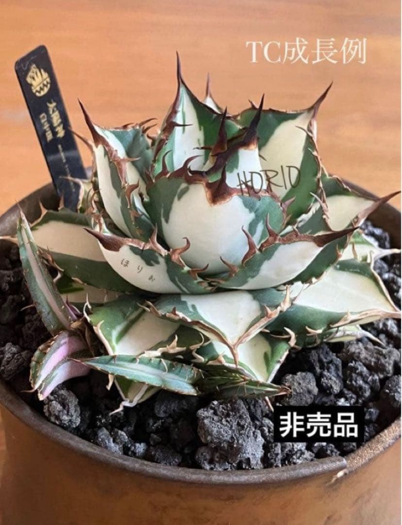 匿名配送【鉢ごと発送】活着　美株　サイズ大　アガべ　太陽神錦　白中斑　TC