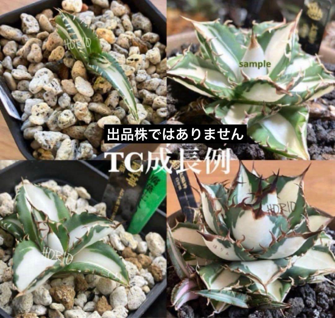 匿名配送【鉢ごと発送】活着　美株　サイズ大　アガべ　太陽神錦　白中斑　TC