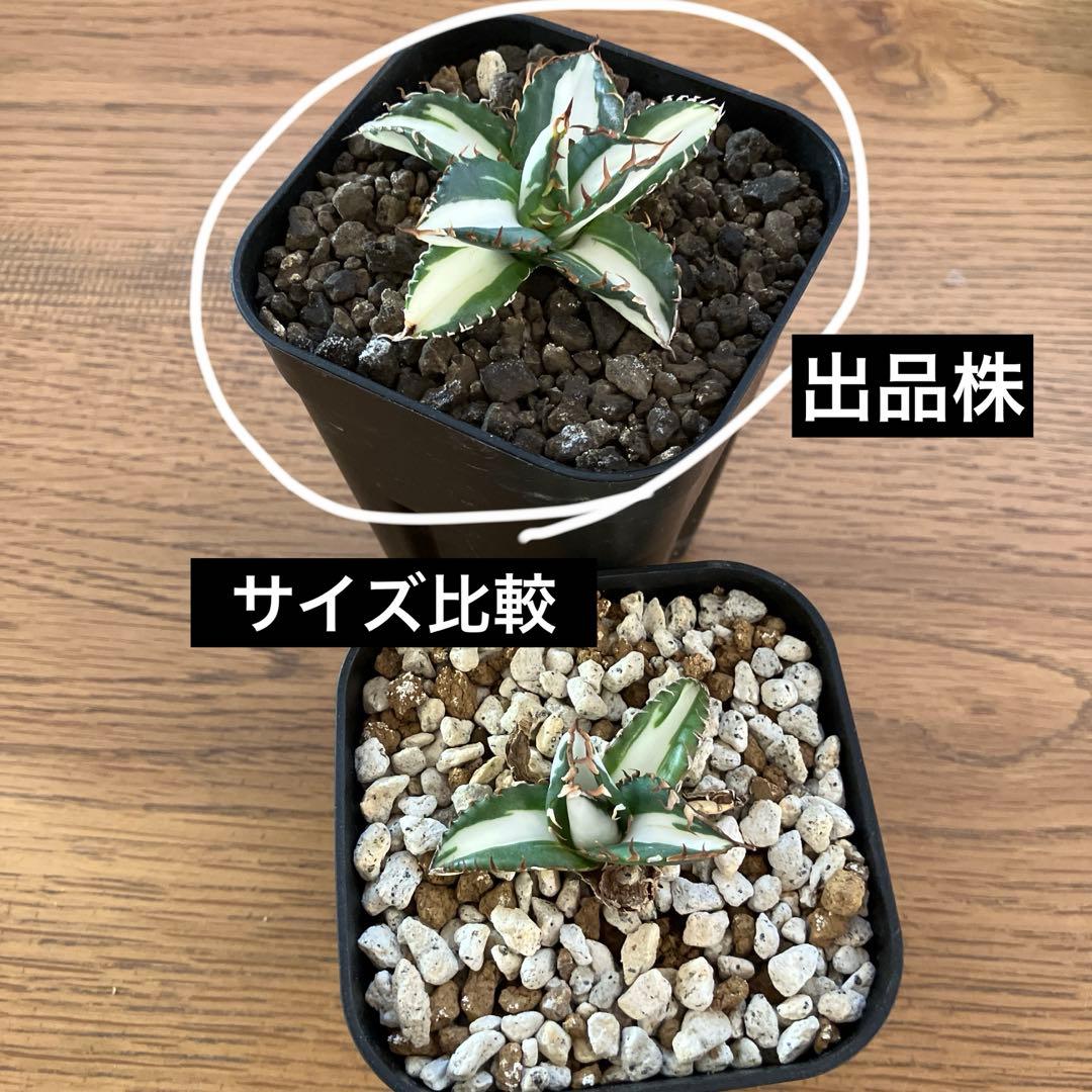 匿名配送【鉢ごと発送】活着　美株　サイズ大　アガべ　太陽神錦　白中斑　TC