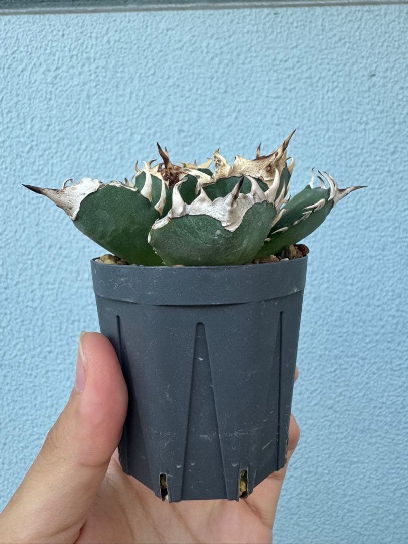 アガベ オアハカ オテロイ 現地球 発根済