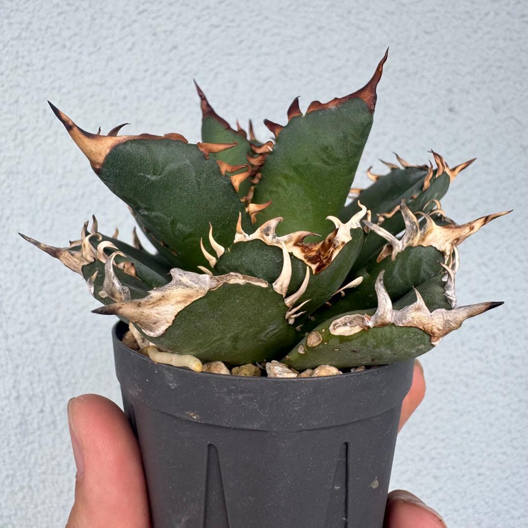 アガベ オアハカ オテロイ 現地球 発根済