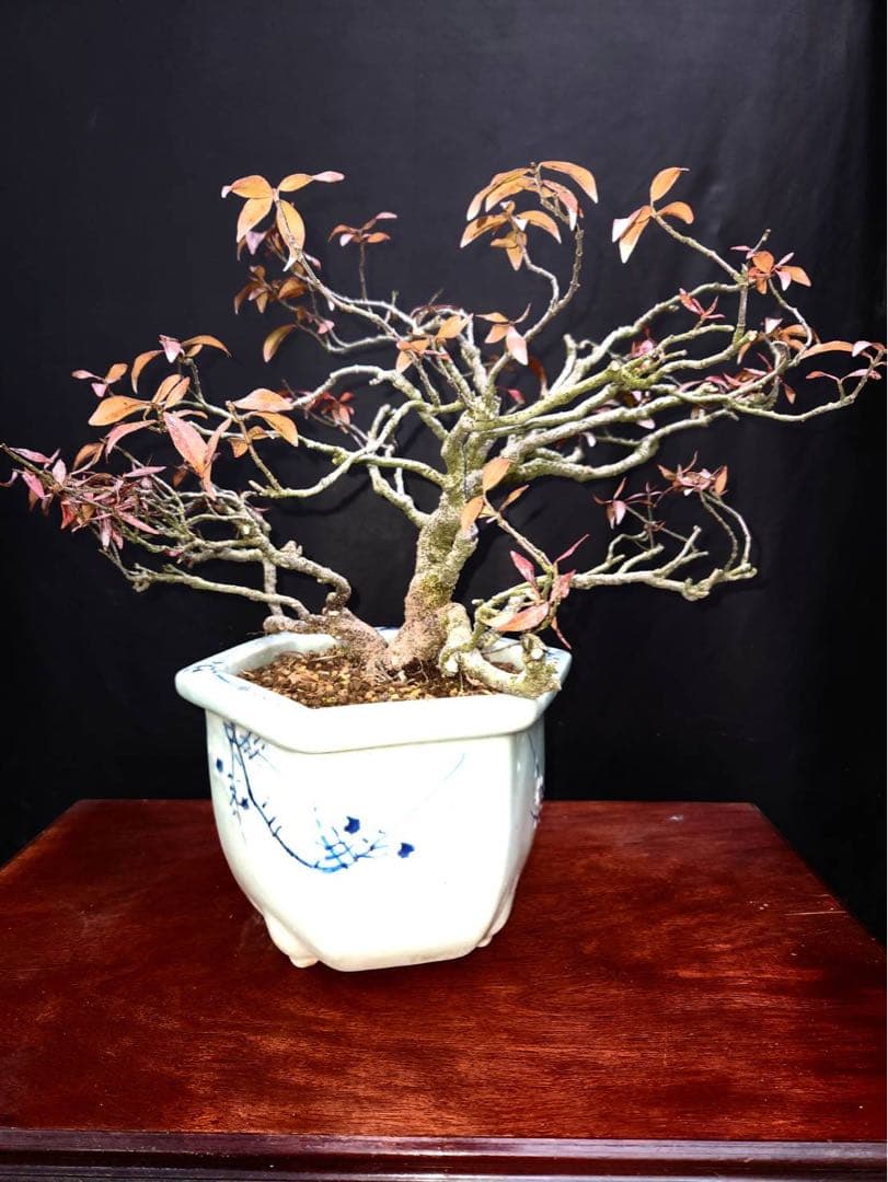 テイカカズラ 盆栽