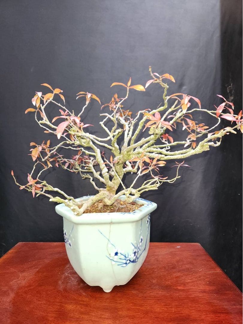 テイカカズラ 盆栽