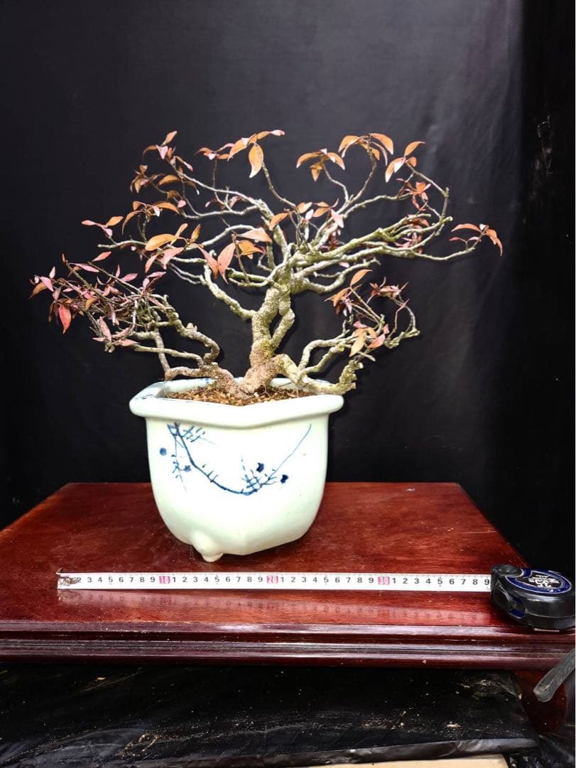 テイカカズラ 盆栽