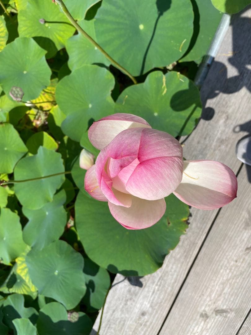 お花に見える物