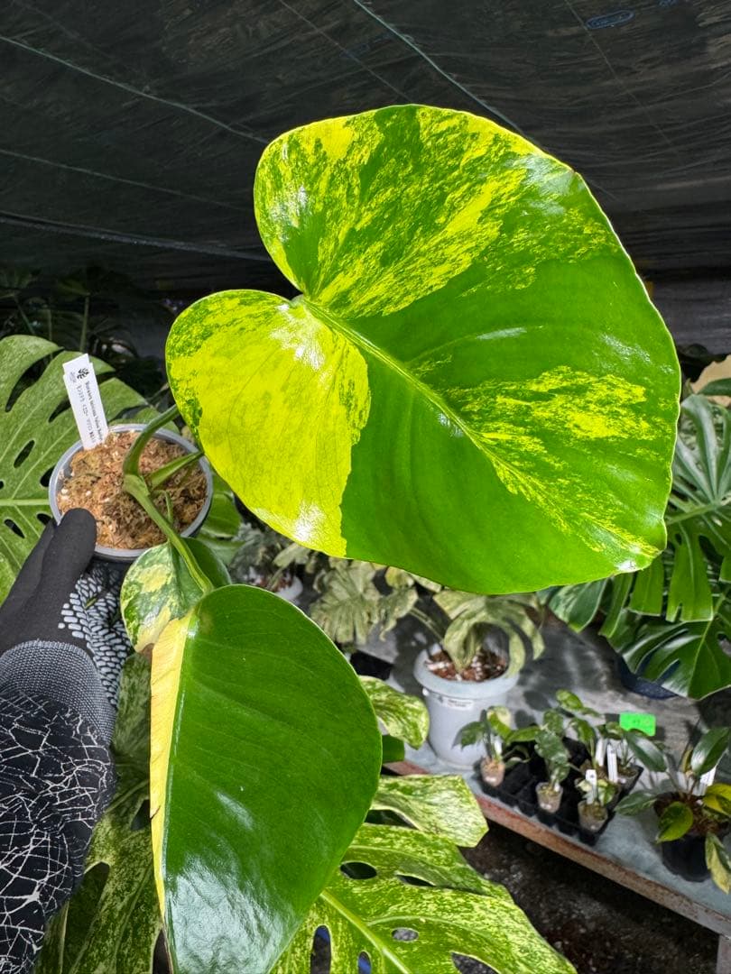 Mr1モンステラ　イエローマリリン　黄斑入り