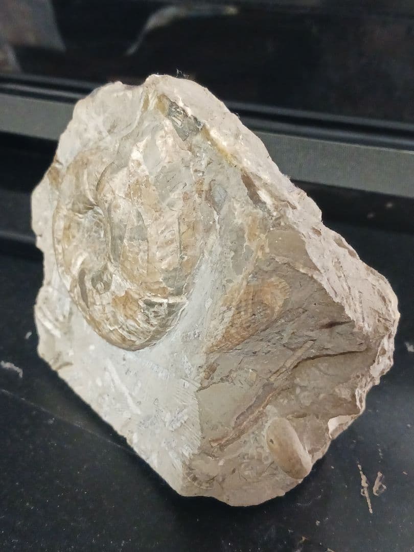 アンモナイト化石の置物