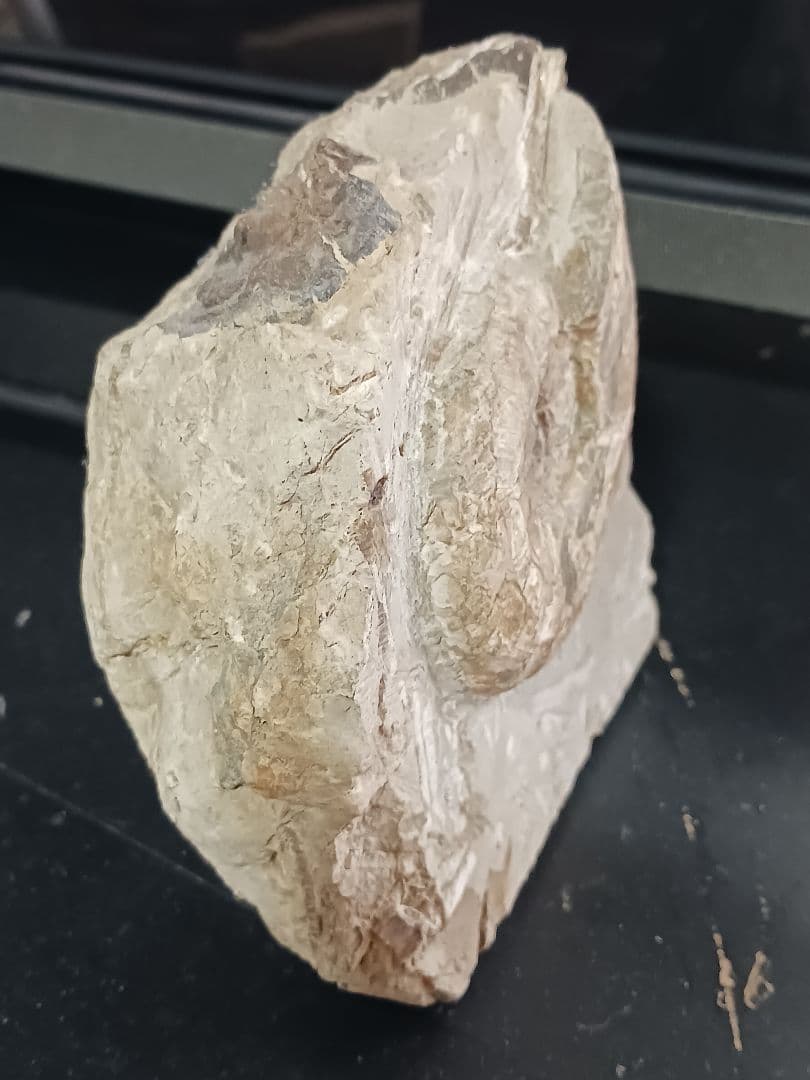 アンモナイト化石の置物