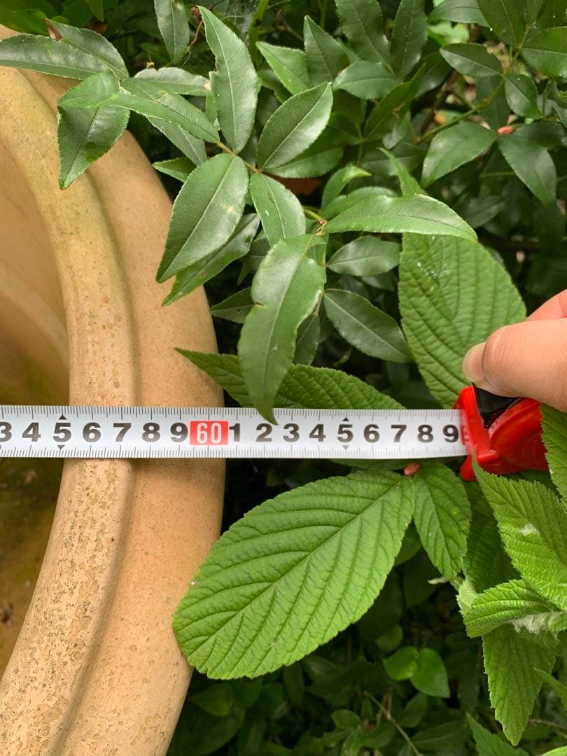 状態のよいアンティーク特大植木鉢　　 　シャビー感たっぷり❣️